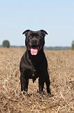 STAFFIE 018